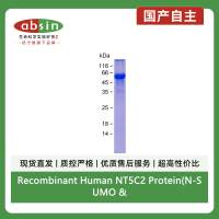 Recombinant Human NT5C2 Protein(N-SUMO & N-His)