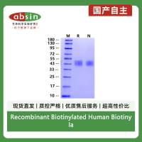 Recombinant Biotinylated Human Biotinylated TROP2 His&Avi Tag Protein(Avi Tag,His Tag)