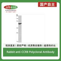 Rabbit anti-CCR8 Polyclonal Antibody