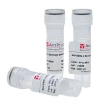 Anti-GGGGS Linker Antibody (R4E06)，GGGGS Linker抗体