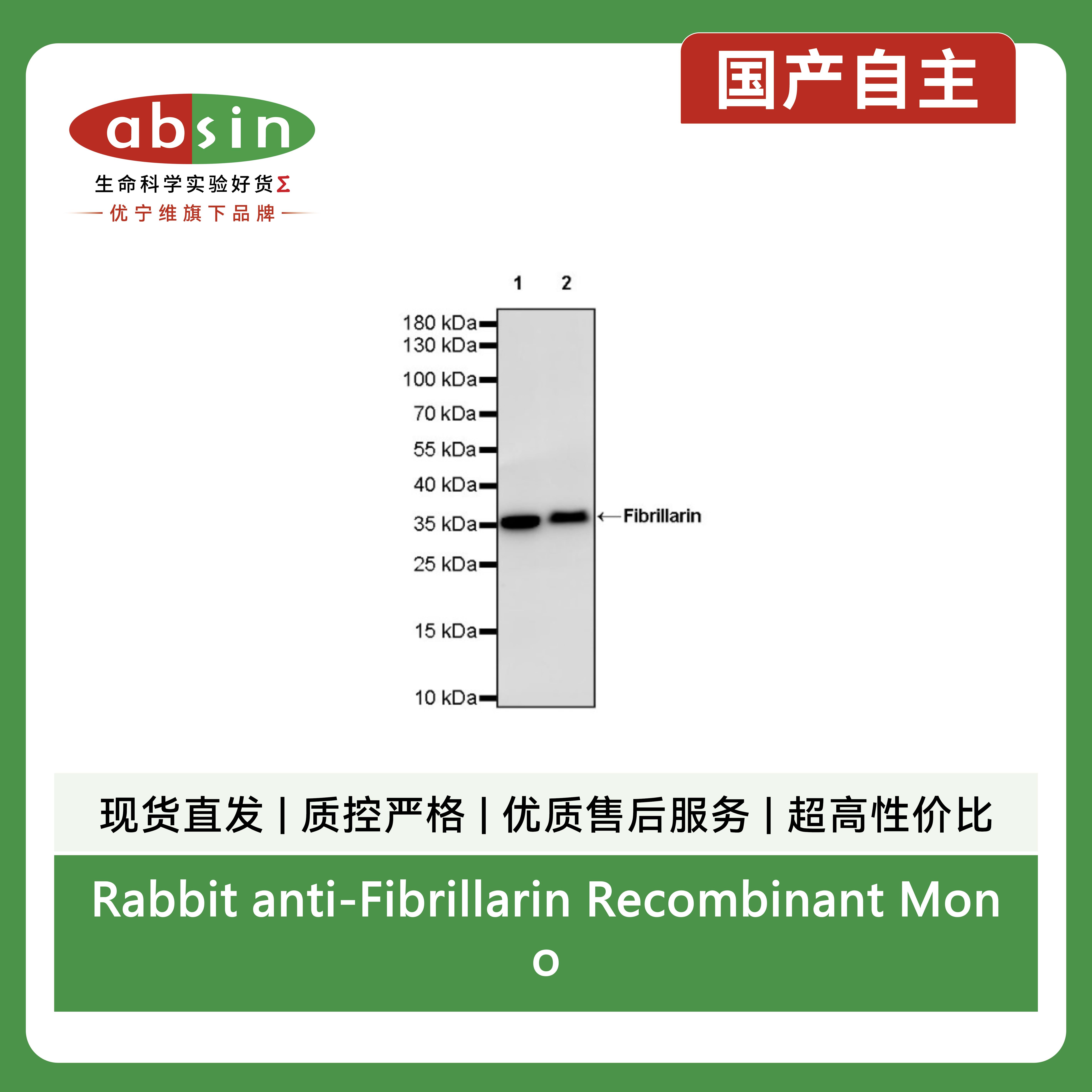 Rabbit anti-Fibrillarin Recombinant Monoclonal Antibody(S-1718-171)产品图