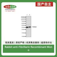 Rabbit anti-Fibrillarin Recombinant Monoclonal Antibody(S-1718-171)
