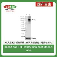 Rabbit anti-HIF-1α Recombinant Monoclonal Antibody(S-1857-45)