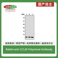 Rabbit anti-CCL26 Polyclonal Antibody