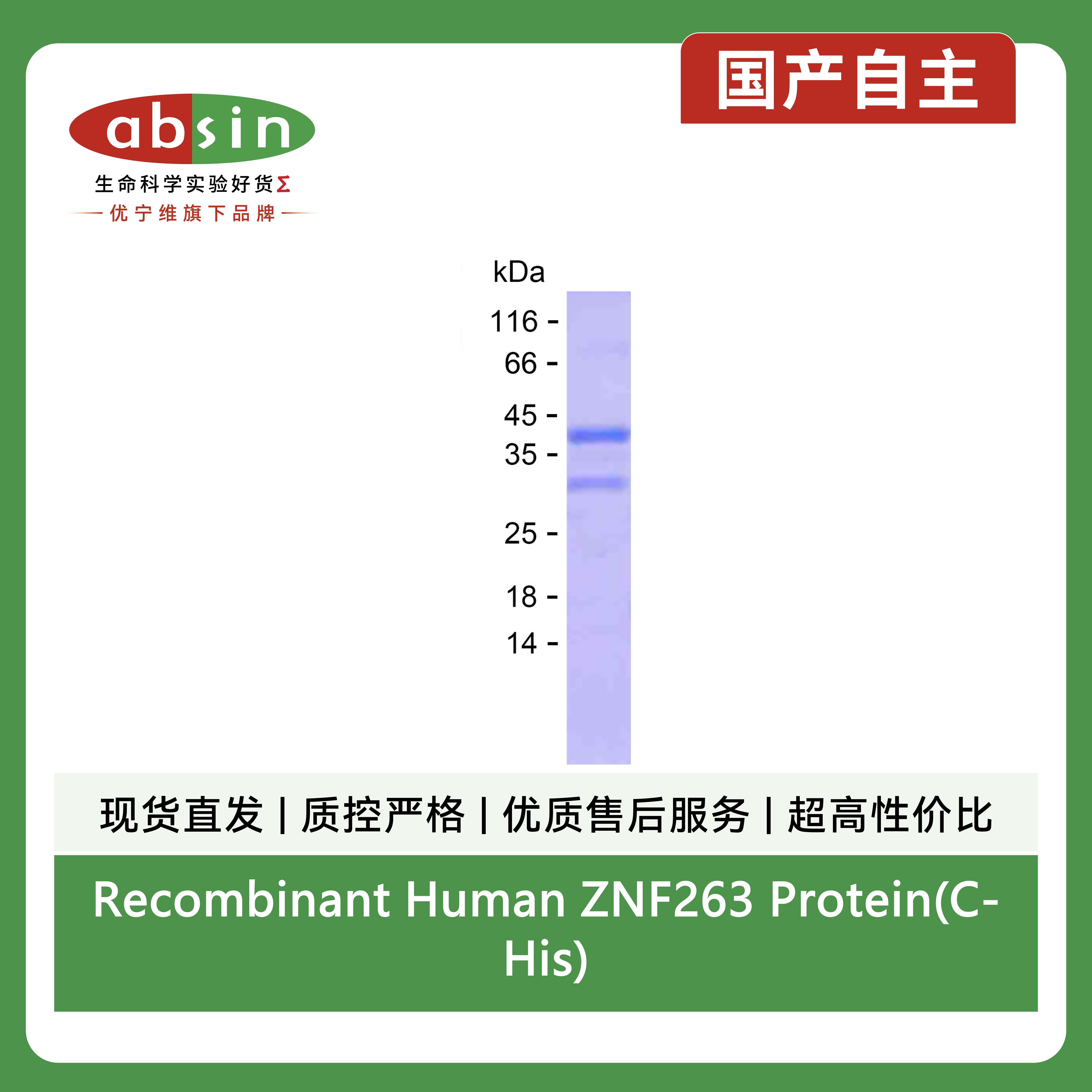 Recombinant Human ZNF263 Protein(C-His)产品图