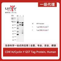 CDK14/Cyclin Y GST Tag Protein, Human