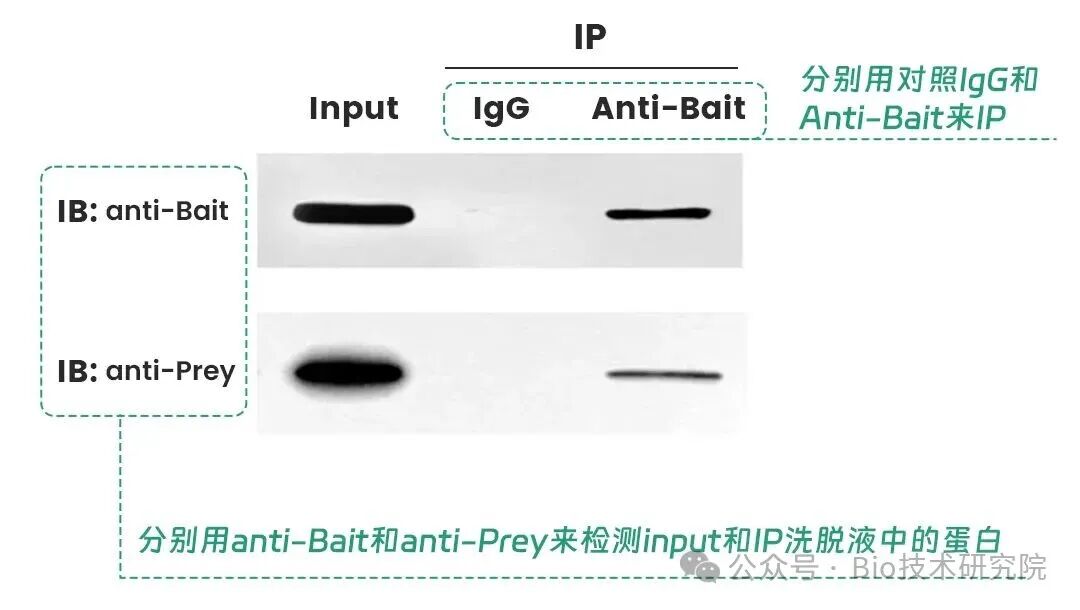 内源性Co-IP（免疫共沉淀）结果怎么看？从这些SCI期刊文章中找答案（完整版）