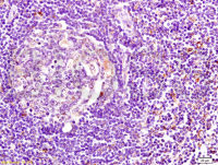 Rabbit anti-MHC Class II Polyclonal Antibody