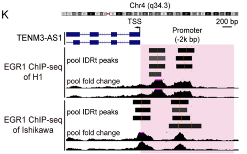 转录调控SCI发文思路：ChIP‑seq、DNA pulldown、双荧光素酶位点验证方案
