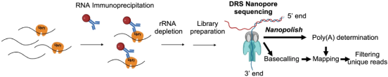 从RBP结合到完整转录本：Nanopore DRS如何解析RNA结合的isoform选择