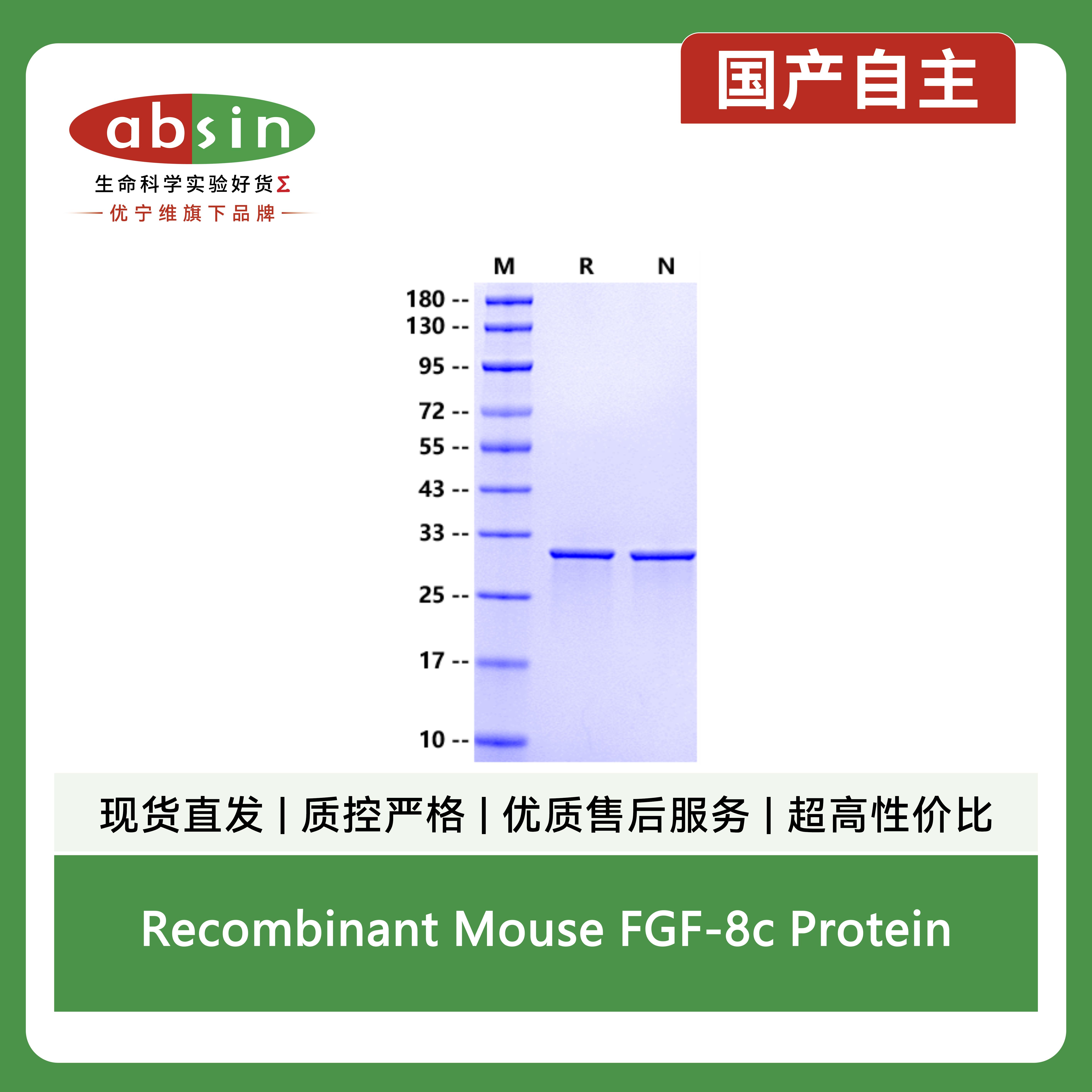 Recombinant Mouse FGF-8c Protein产品图