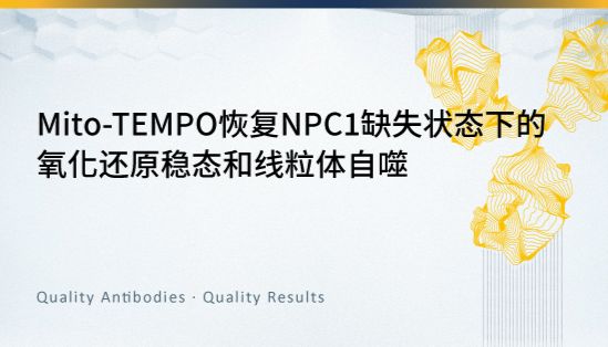 Mito-TEMPO恢复NPC1缺失状态下的氧化还原稳态和线粒体自噬
