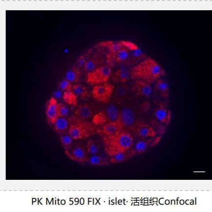 PK Mito 590 FIX / PK Mito 647 FIX可固定(Fixable)线粒体内膜荧光探针