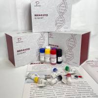 兔（Rabbit）生长分化因子5(GDF5)ELISA检测试剂盒