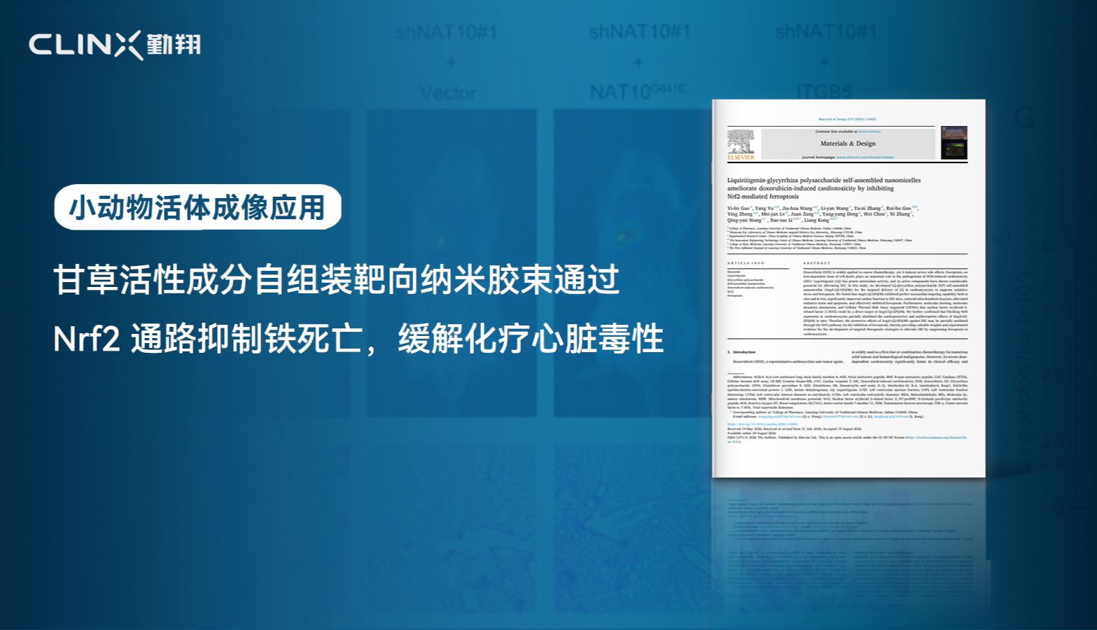 IVScope小动物活体成像 | Materials & Design期刊：甘草活性成分自组装靶向纳米胶束通过 Nrf2 通路抑制铁死亡，缓解化疗心脏毒性