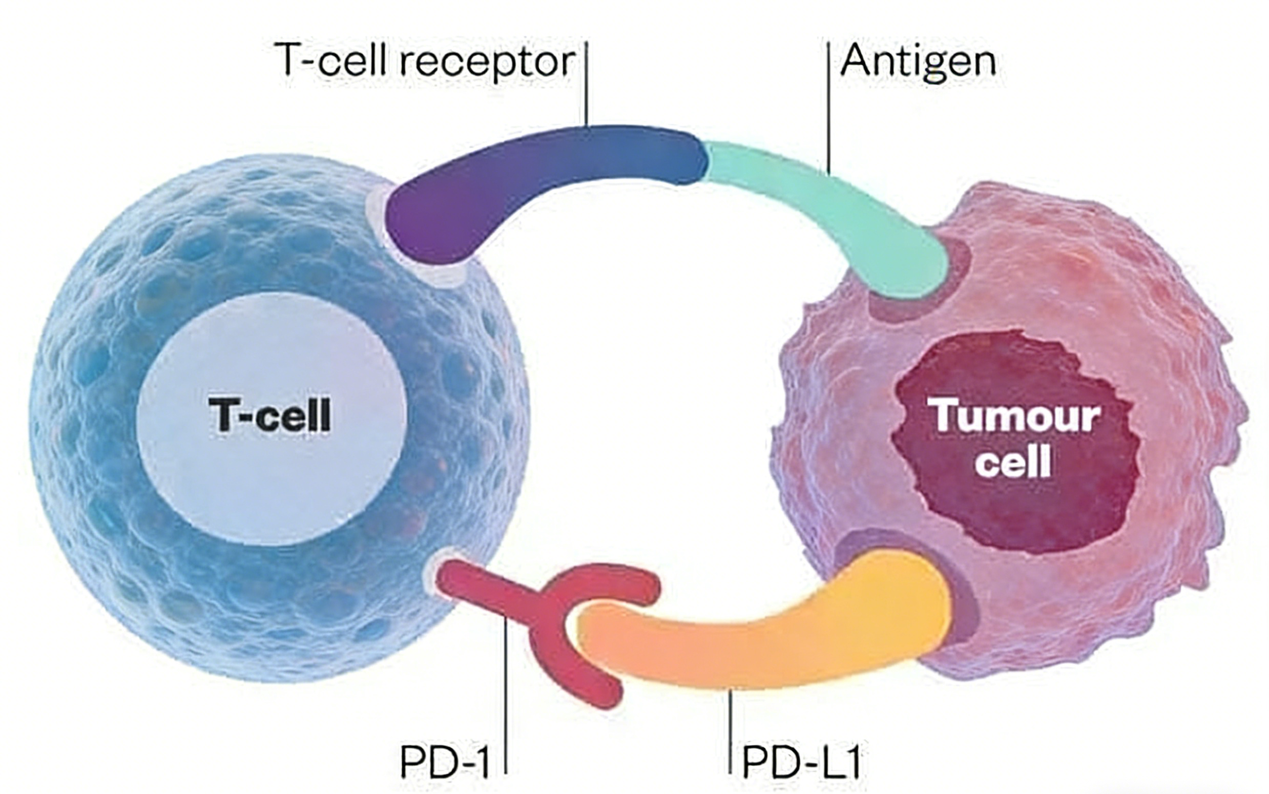 PD-1抗体定制如何赋能肿瘤免疫研究？
