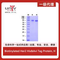 Biotinylated Her2 His&Avi Tag Protein, Human