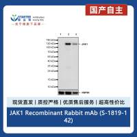 JAK1 Recombinant Rabbit mAb (S-1819-142)
