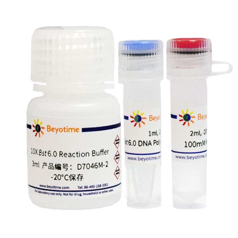 Bst 6.0 DNA Polymerase
