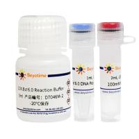 Bst 6.0 DNA Polymerase