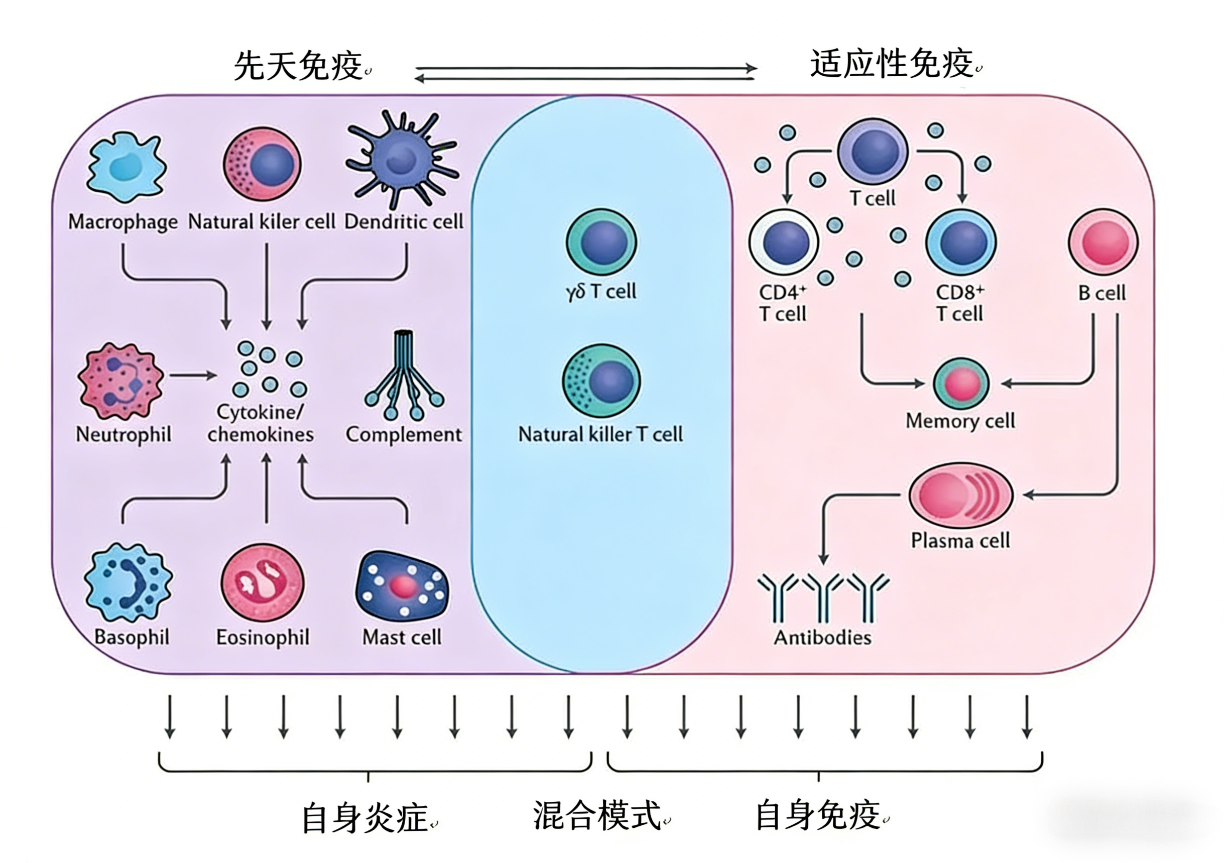 细胞因子抗体如何解码自身免疫病调控网络？