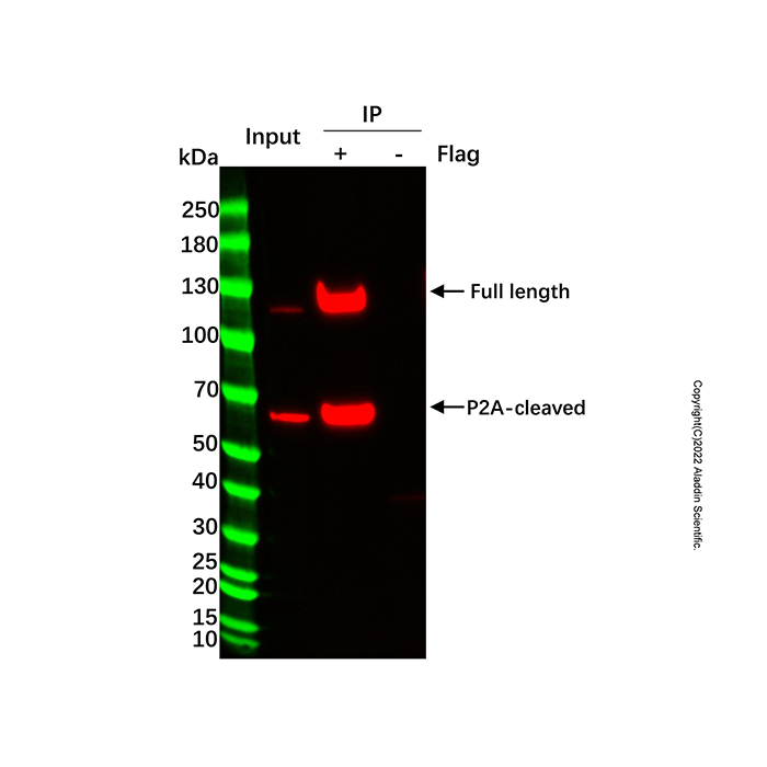 Flag标签蛋白免疫沉淀试剂盒(纳米抗体磁珠法) ,BioReagent,即用型,for IP,阿拉丁产品图