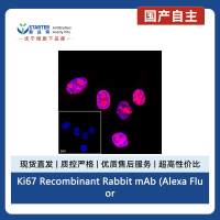 Ki67 Recombinant Rabbit mAb (Alexa Fluor® 555 Conjugate) (SDT-R459)