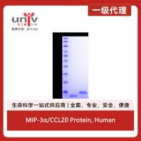 MIP-3α/CCL20 Protein, Human