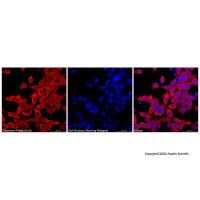 细胞泛素化免疫荧光(IF)检测试剂盒,BioReagent, 适用于免疫荧光(IF),阿拉丁