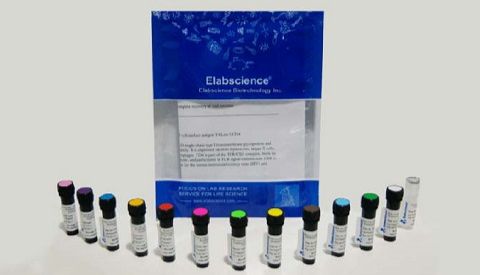 国产流式抗体崛起：Elabscience®更懂中国研究者的流式抗体
