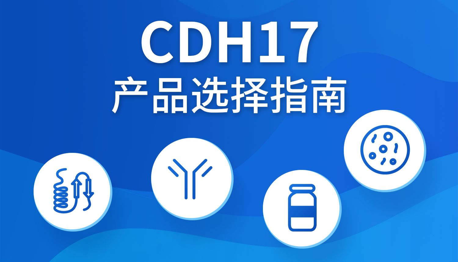CDH17抗体与细胞实验选型指南：结构域、构象与跨物种产品一览