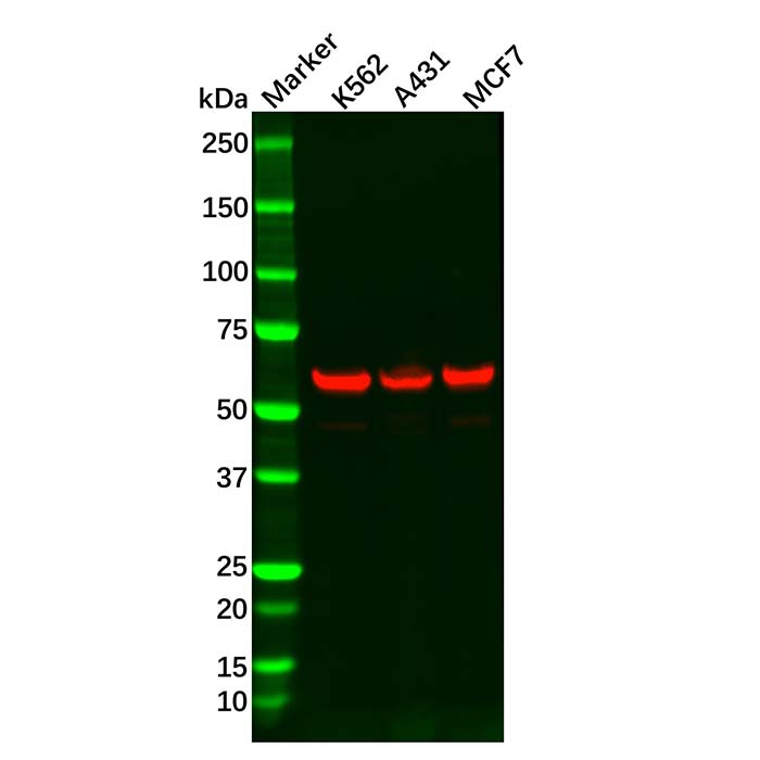 Recombinant HDAC2 Antibody，ExactAb™, Validated, 重组, 0.6 mg/mL，阿拉丁