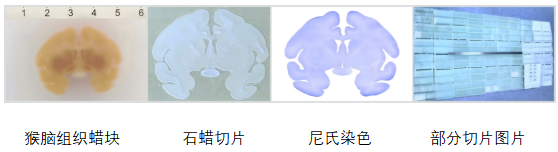 食蟹猴全脑连续切片一5800张