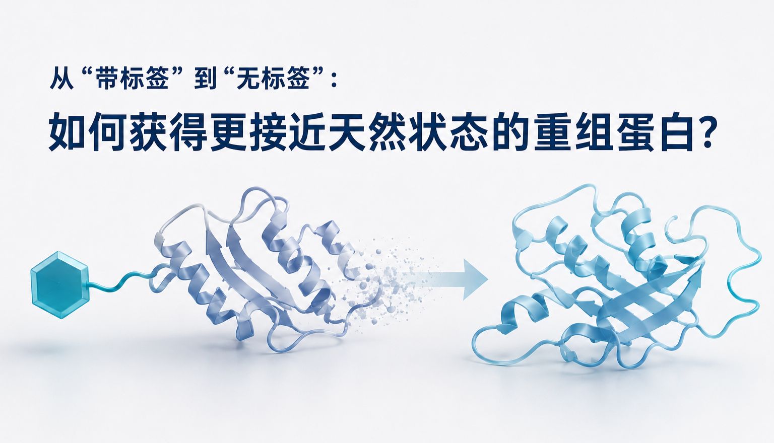 从“带标签”到“无标签”：如何获得更接近天然状态的重组蛋白？