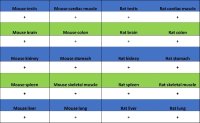 Rabbit anti-FOXM1 Recombinant Monoclonal Antibody(S-2529-26)