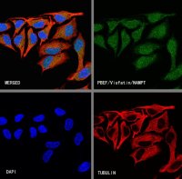 Rabbit anti-PBEF/Visfatin/NAMPT Polyclonal Antibody