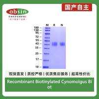 Recombinant Biotinylated Cynomolgus Biotinylated TROP2/TACSTD2 His&Avi Tag Protein(Avi Tag,His Tag)