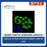Histone H3 Recombinant Rabbit mAb (Alexa Fluor® 488 Conjugate) (S-266-44)