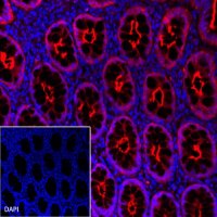 Villin Recombinant Rabbit mAb (Alexa Fluor® 555 Conjugate) (SDT-039-78)