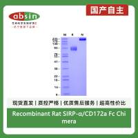 Recombinant Rat SIRP-α/CD172a Fc Chimera Protein