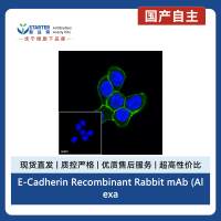 E-Cadherin Recombinant Rabbit mAb (Alexa Fluor® 488 Conjugate) (S-438-5)