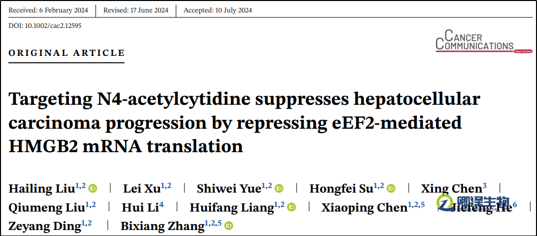 【客户文章】Polysome profiling 揭示 NAT10‑ac4C 通过 eEF2 促进 HMGB2 翻译驱动肝癌