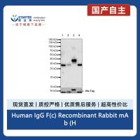 Human IgG F(c) Recombinant Rabbit mAb (HRP Conjugate) (S-318-21)