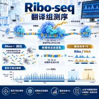 Ribo-seq翻译组测序技术服务
