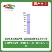 Recombinant Human SNTB1 Protein(C-His)