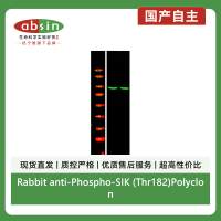 Rabbit anti-Phospho-SIK (Thr182)Polyclonal Antibody