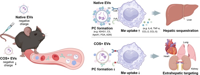 ApogeeFlow纳米流式仪文章分享,南京东南大学团队发表在Materials Today Bio “Surface charge engineering shields extracellular vesicles from plasma protein corona to enable systemic extrahepatic targeting”