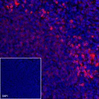 CD79a/MB-1 Recombinant Rabbit mAb (Alexa Fluor® 594 Conjugate) (S-030-18)
