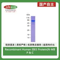 Recombinant Human EBI3 Protein(N-MBP & C-His)
