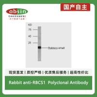 Rabbit anti-RBCS1 Polyclonal Antibody